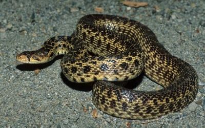 Pituophis catenifer catenifer