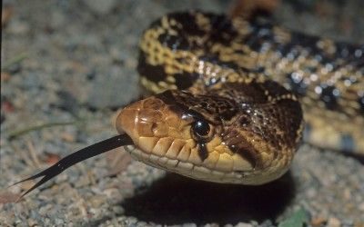 Pituophis catenifer catenifer