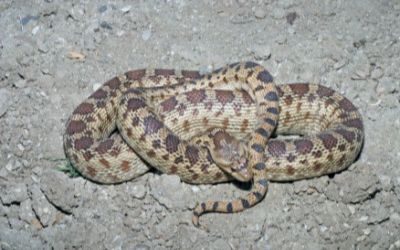 Pituophis catenifer catenifer