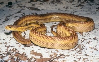 Pituophis catenifer catenifer