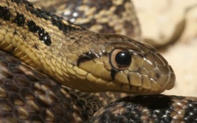 Pituophis catenifer pumilis