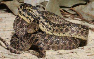 Pituophis catenifer pumilis