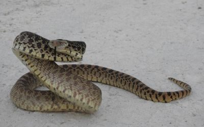 Pituophis catenifer sayi