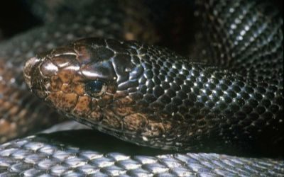Pituophis melanoleucus lodingi