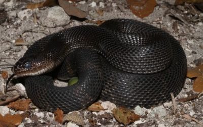 Pituophis melanoleucus lodingi