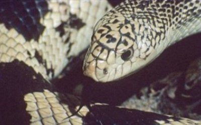 Pituophis melanoleucus melanoleucus