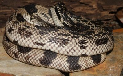 Pituophis melanoleucus melanoleucus