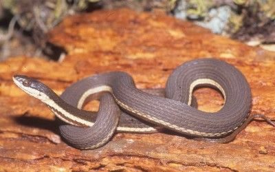 Regina septemvittata