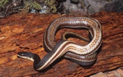 Regina septemvittata