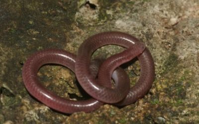 Rena dulcis rubellum