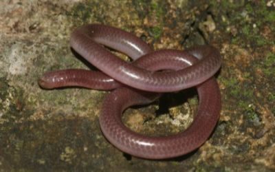 Rena dulcis rubellum