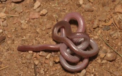 Rena humilus cahuilae