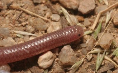 Rena humilus humilus