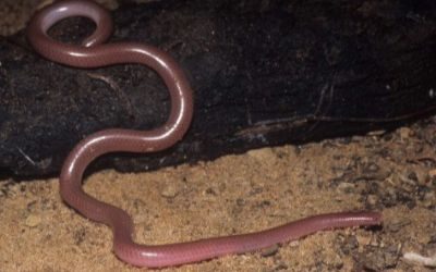 Rena humilus segregus