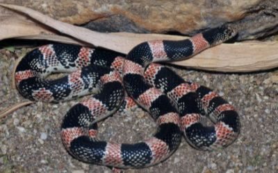 Rhinocheilus lecontei