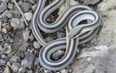 Salvadora grahamiae grahamiae