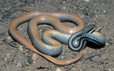 Salvadora grahamiae lineata