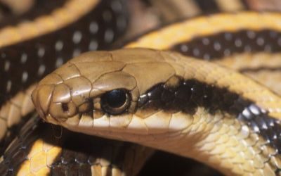 Salvadora grahamiae lineata