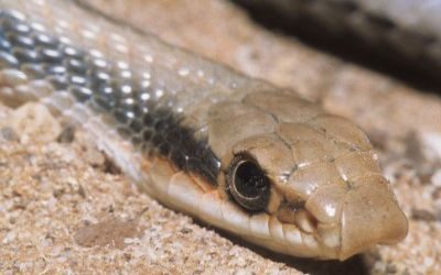 Salvadora hexalepis deserticola