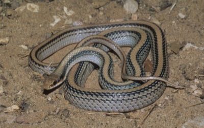 Salvadora hexalepis deserticola