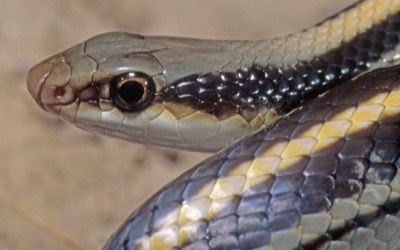 Salvadora hexalepis deserticola