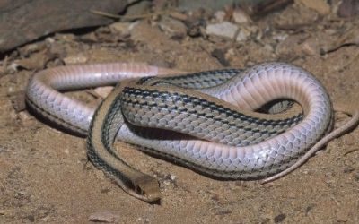 Salvadora hexalepis deserticola