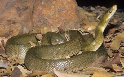 Senticolis triaspis intermedia