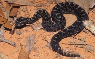 Sistrurus catenatus