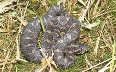 Sistrurus catenatus