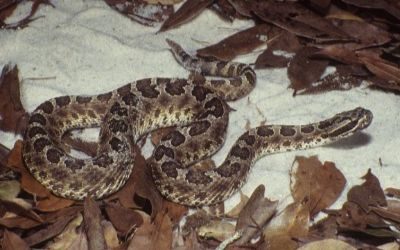 Sistrurus catenatus edwardsi