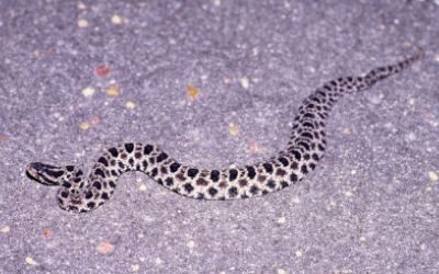 Sistrurus miliarius barbouri