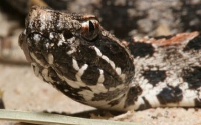 Sistrurus miliarius barbouri