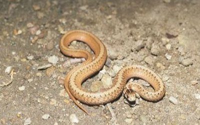 Storeria dekayi dekayi