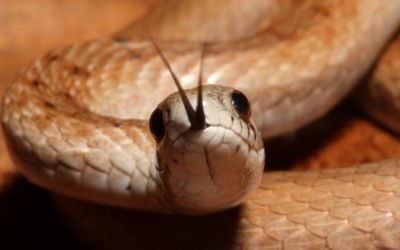 Storeria dekayi dekayi