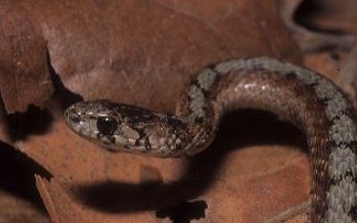 Storeria dekayi limnetes