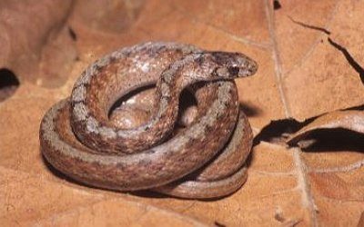 Storeria dekayi limnetes