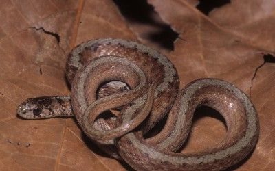 Storeria dekayi limnetes