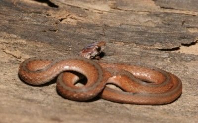 Storeria dekayi limnetes