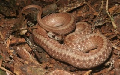 Storeria dekayi texana