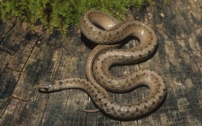 Storeria dekay wrightorum