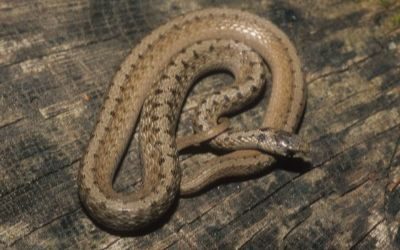 Storeria dekay wrightorum