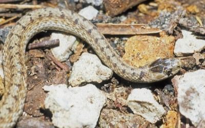 Storeria dekay wrightorum