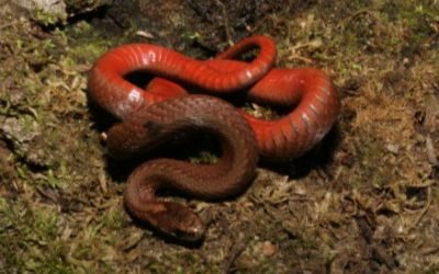 Storeria occipitomaculata occipitomaculata