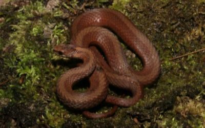 Storeria occipitomaculata occipitomaculata