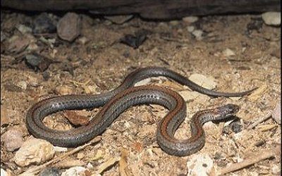 Storeria occipitomaculata occipitomaculata