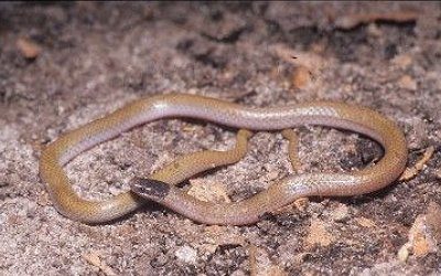 Tantilla hobartsmithi