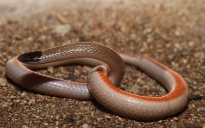 Tantilla hobartsmithi