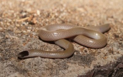 Tantilla hobartsmithi