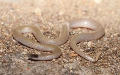 Tantilla hobartsmithi