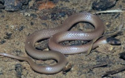 Tantilla relicta neilli